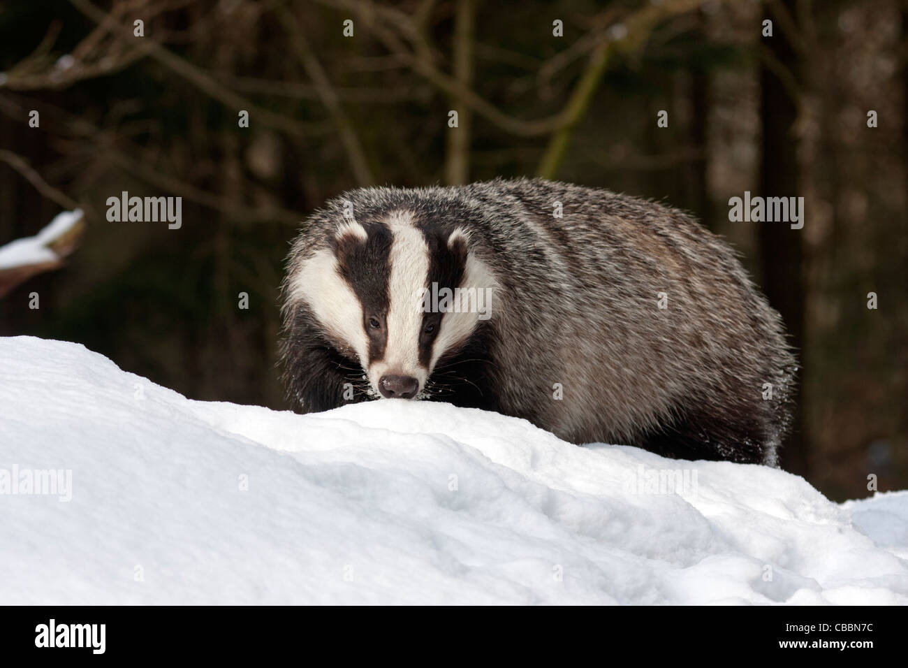 Europäischer Dachs im Schnee (Meles Meles) Stockfoto