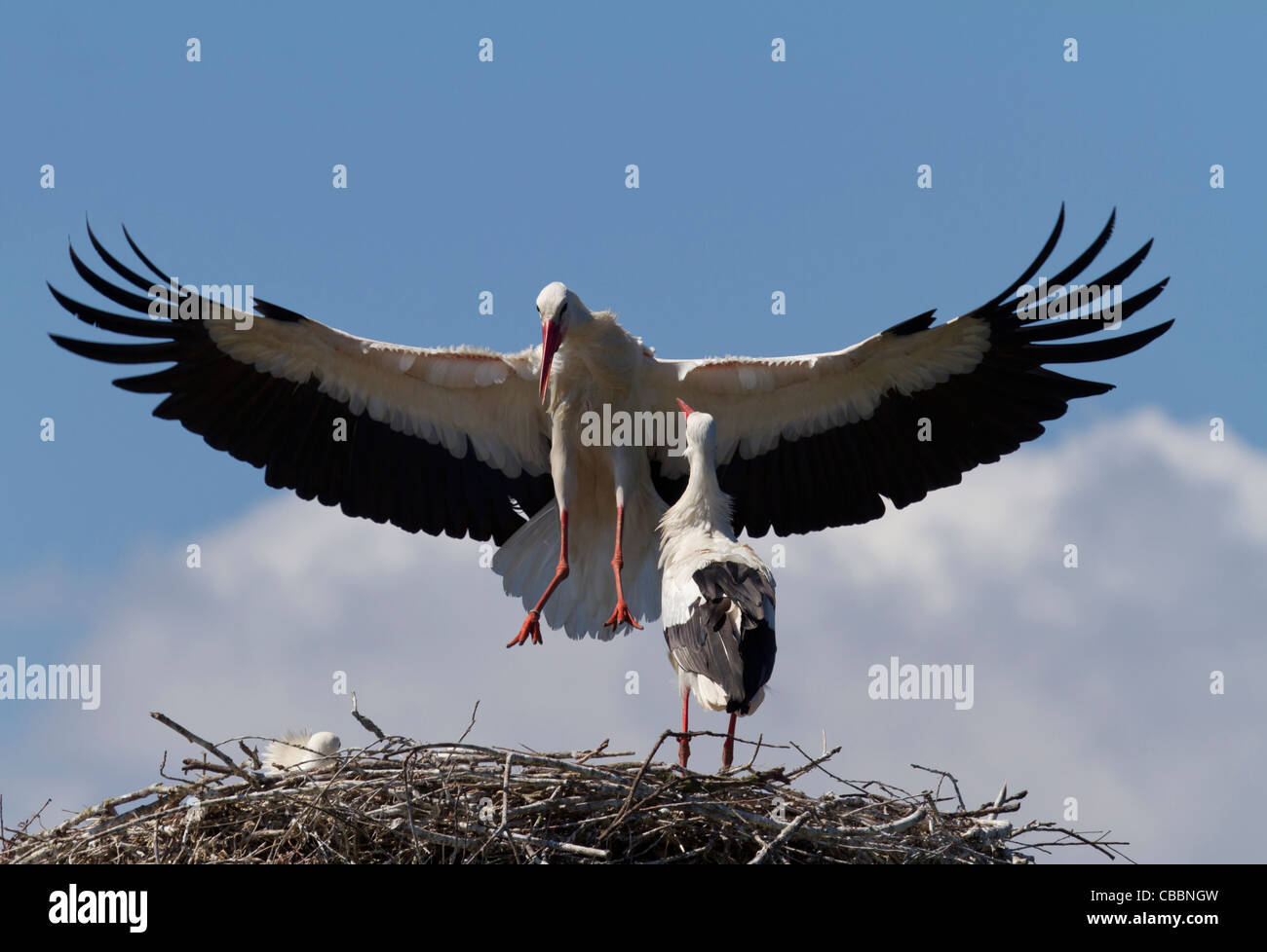 Storch auf einem Adlerhorst (Ciconia Ciconia) Stockfoto