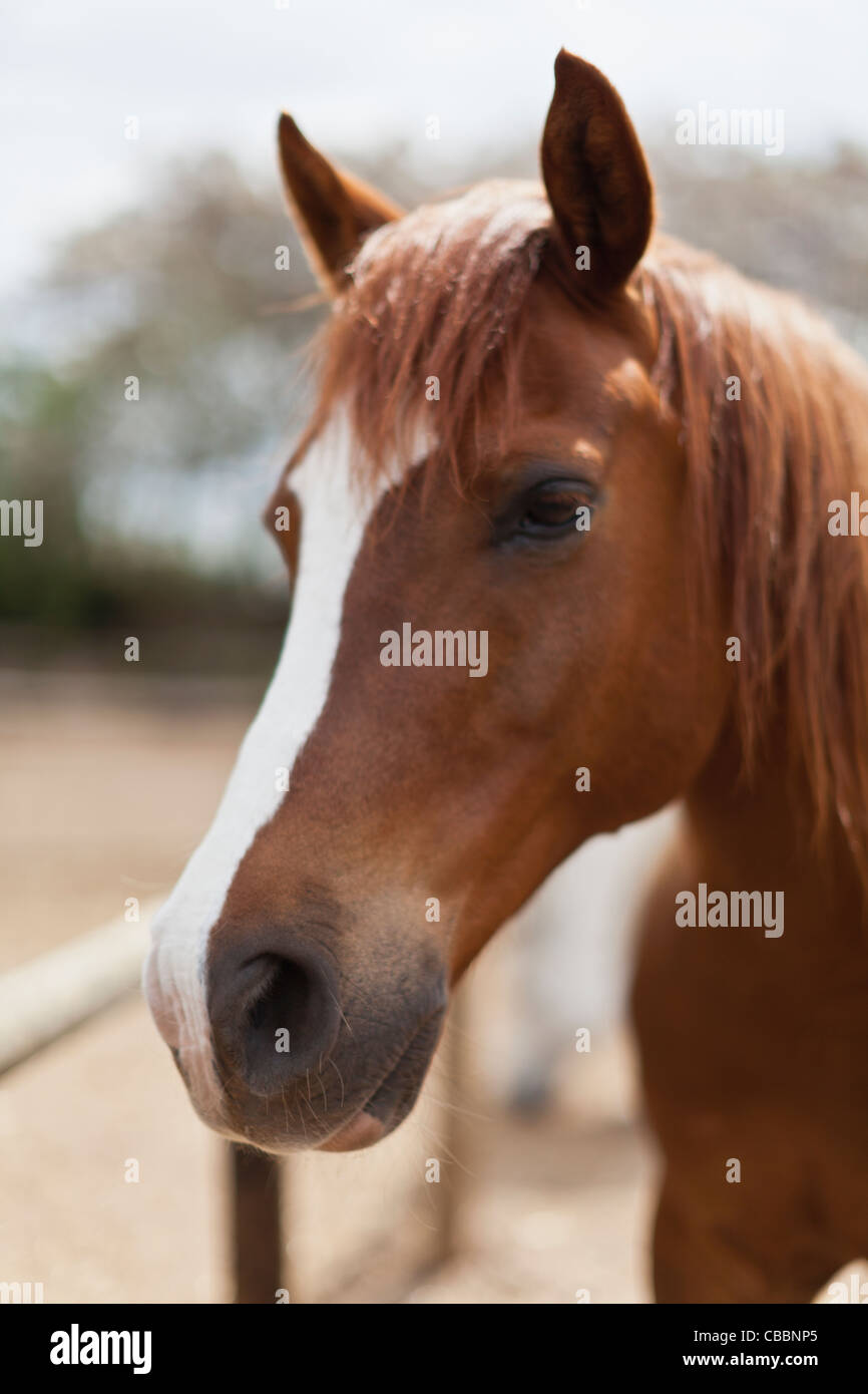 Nahaufnahme eines Pferdes Gesicht Stockfoto