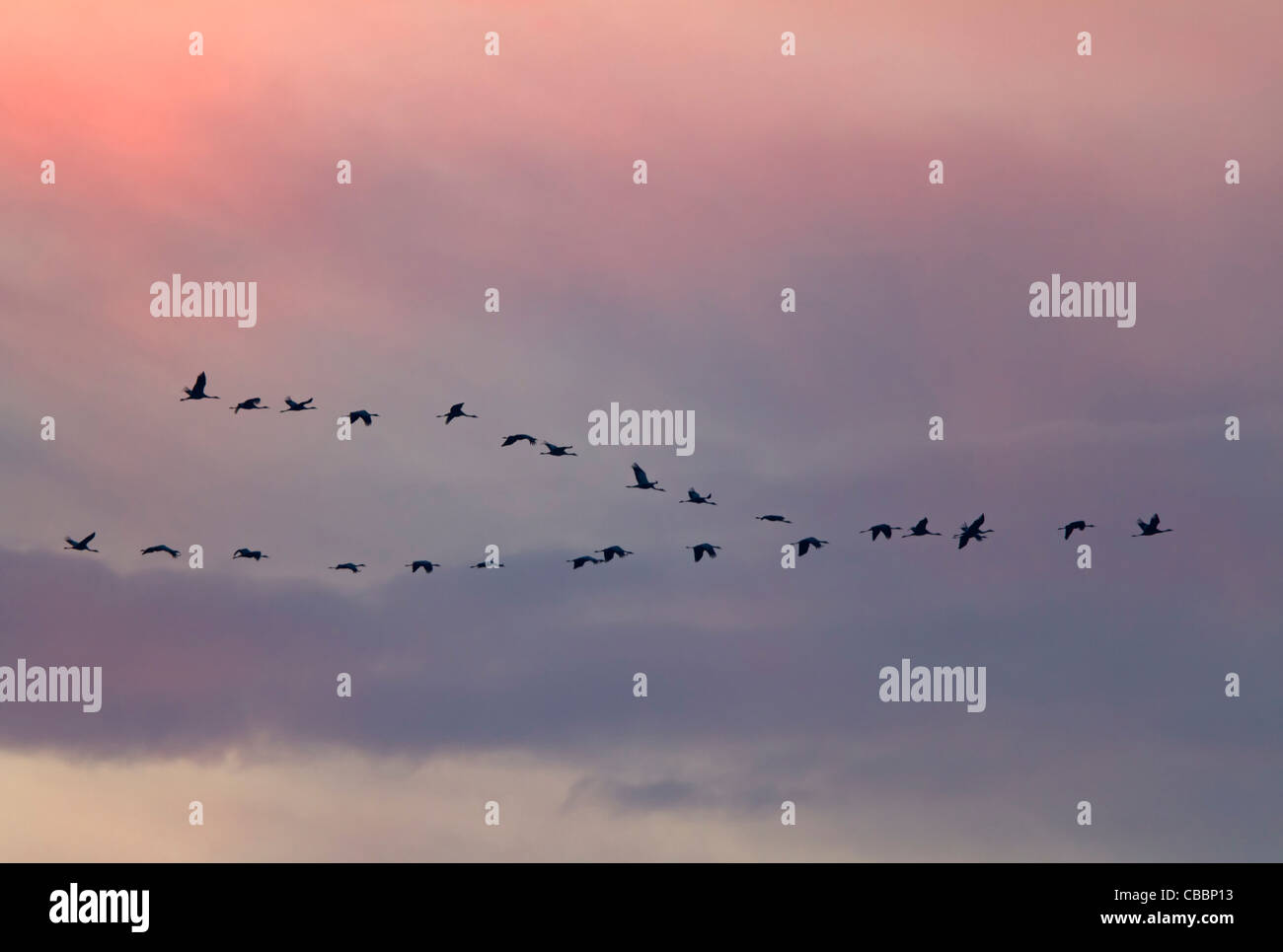 Kraniche (Grus Grus) Stockfoto