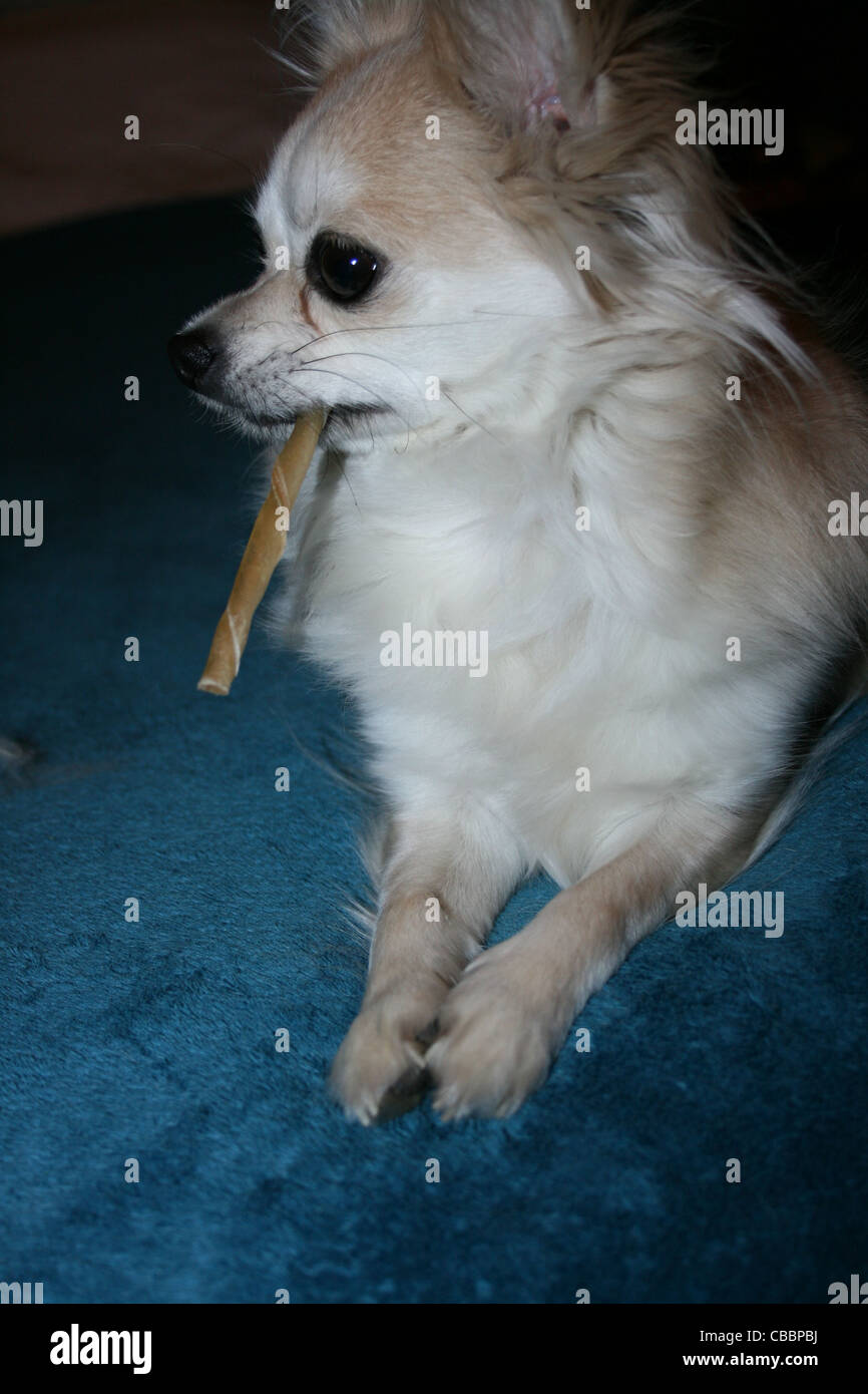 Lange Haare Chihuahua oder mexikanische Hund mit zäh Stick auf blaue Decke. Stockfoto