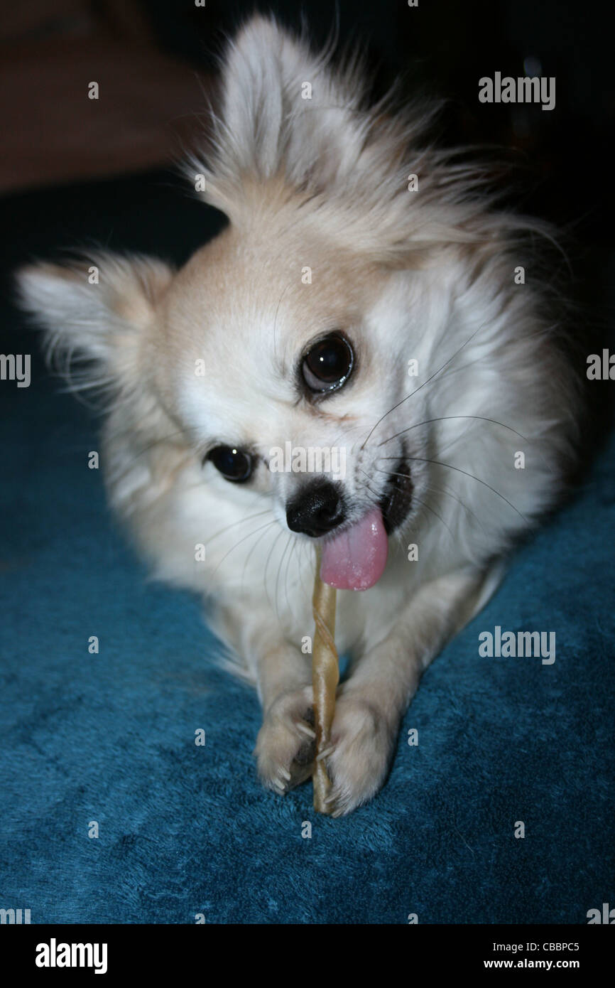 Lange Haare Chihuahua oder mexikanische Hund mit zäh Stick auf blaue Decke Stockfoto
