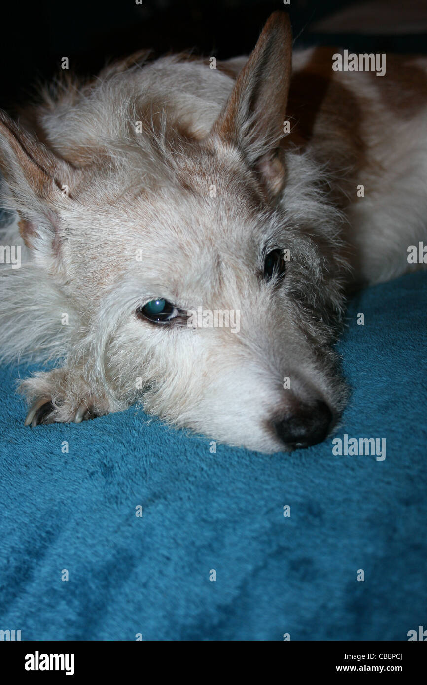 Jack Russell Dog tan und weiß auf blau Decke Stockfoto