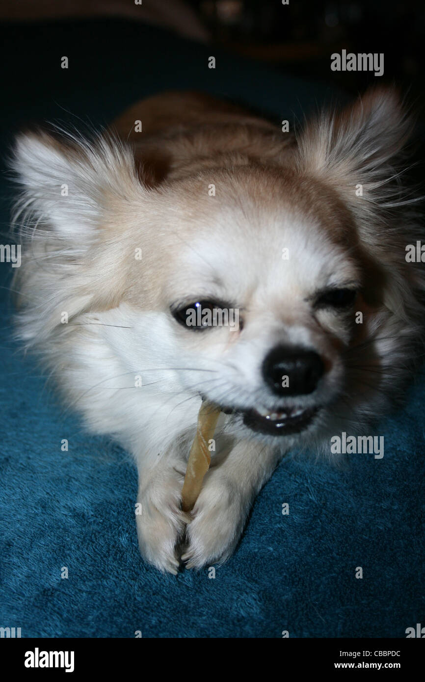 Chihuahua oder mexikanische Hund mit zäh-Stick. Stockfoto