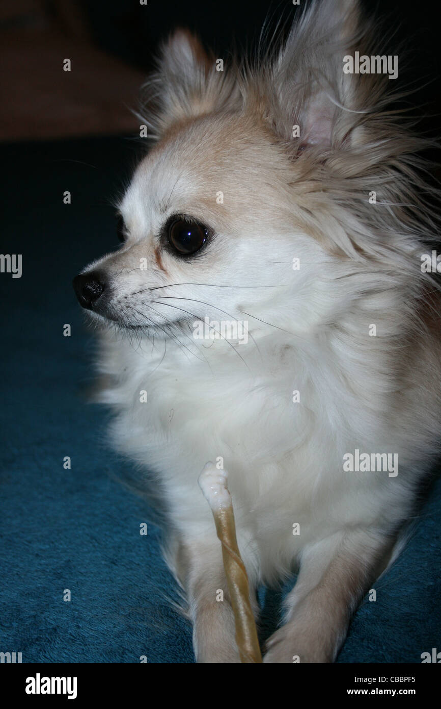 Blonden Chihuahua oder mexikanische Hund mit zäh-Stick. Stockfoto