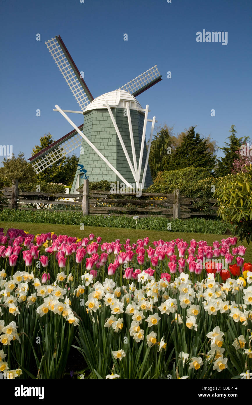 WASHINGTON - in der Nähe von Tulpen und Narzissen blühen, blühen die Windmühle am Roozengaarde Blumen und Birne Garten. Stockfoto