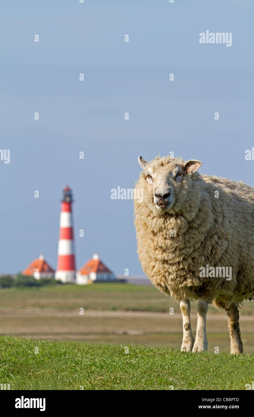 Schafe mit Leuchtturm Westerhever, Schleswig-Holstein, Deutschland Stockfoto