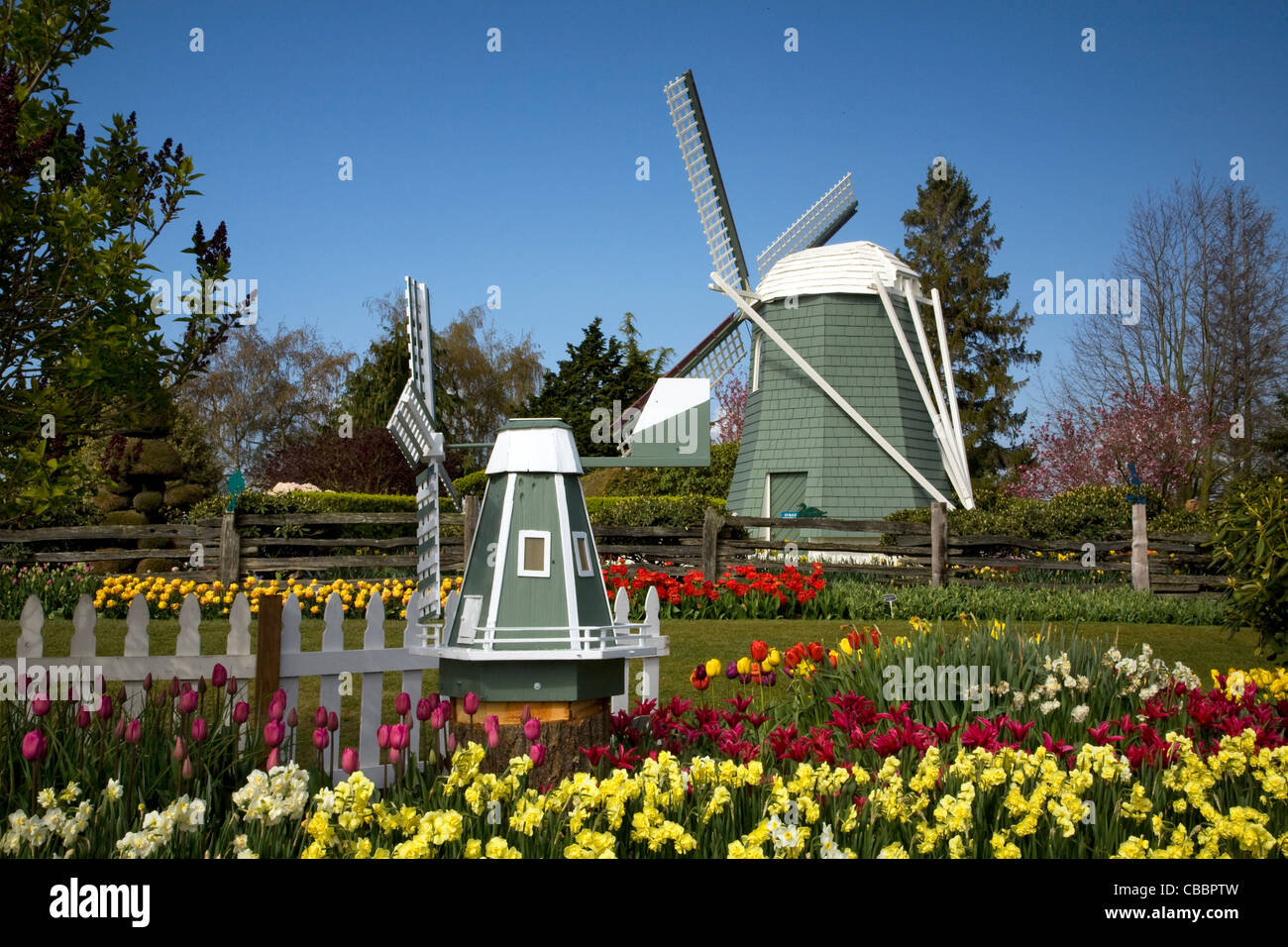 Tulpen und Narzissen blühen, blühen in der Nähe der Windmühle und Gartendekoration Windmühle am Roozengaarde Blumen und Birne Garten. Stockfoto