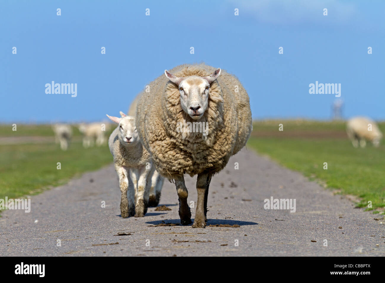 Hausschafe (Ovis Aries) unterwegs Stockfoto