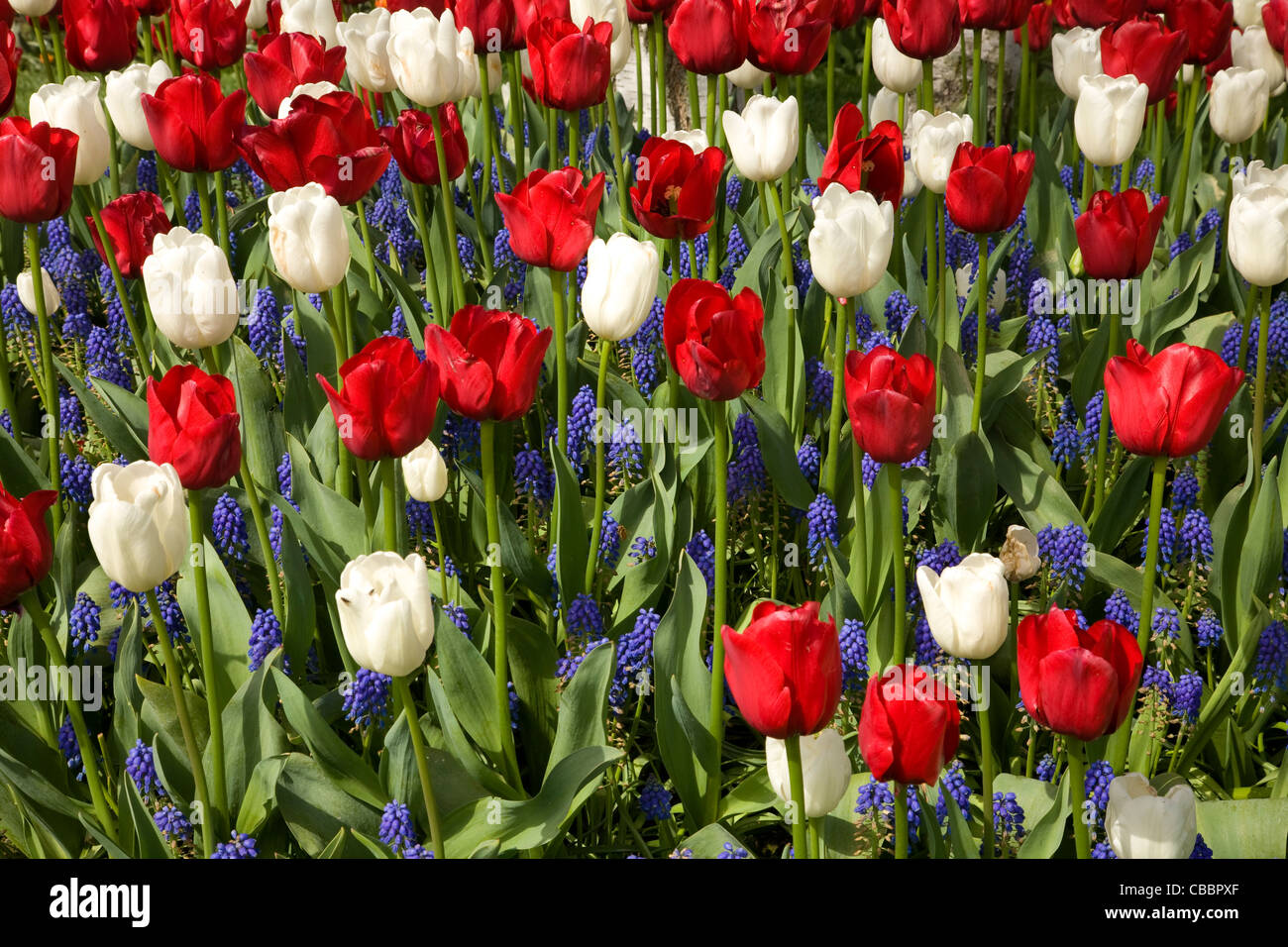 WASHINGTON - rote und weiße und blaue Anzeige von Tulpen und Hyazinthen in den Memorial Garden in Roozengaarde Blumen und Blumenzwiebeln. Stockfoto