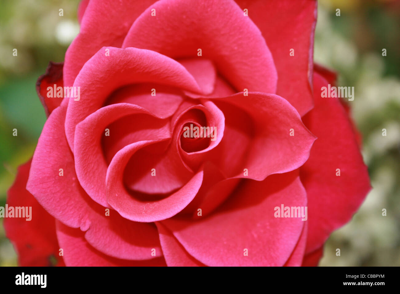 Einzelne Cerise Pink Rose Knospe Stockfoto
