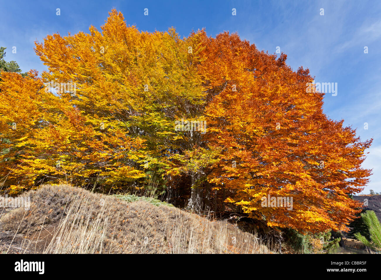 Buche mit herbstlichen Farben (Fagus Sylvatica) Stockfoto