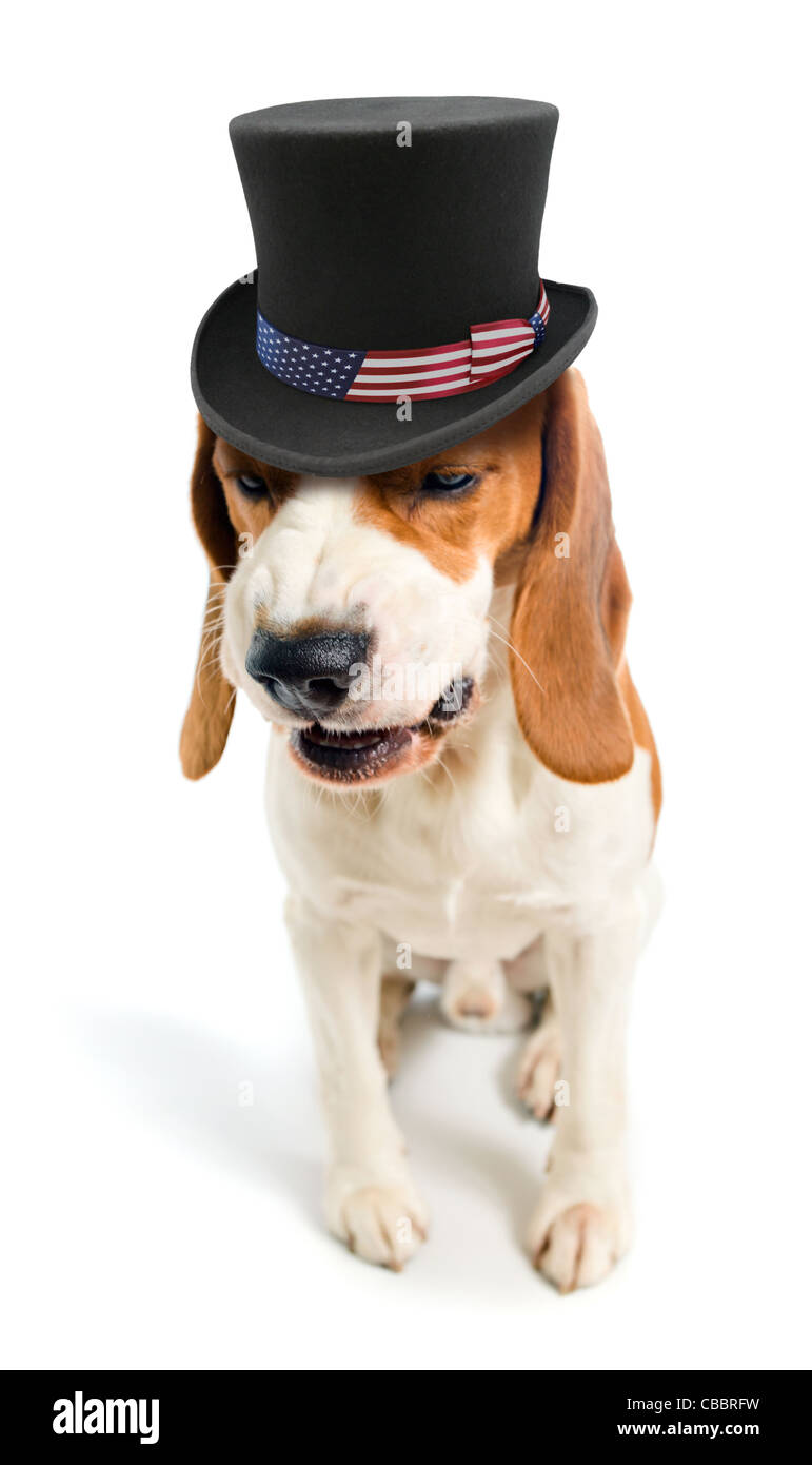 Bösartiger Hund in einen Hut von Onkel Sam, weißen Hintergrund. Stockfoto