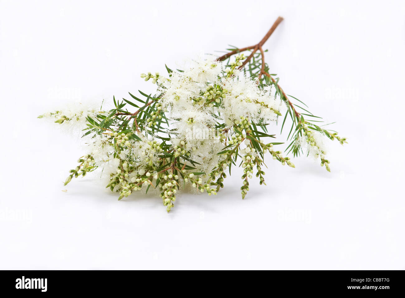 Tee (Melaleuca Alternifolia) Blüten auf weißem Hintergrund Stockfoto