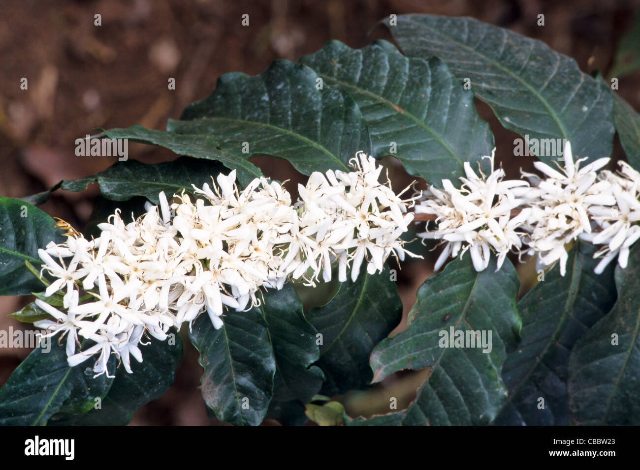 Kaffee - Coffea Arabica - Blten und Bltter in Machame, Kilimanjaro  Region, Tansania Stockfotografie - Alamy