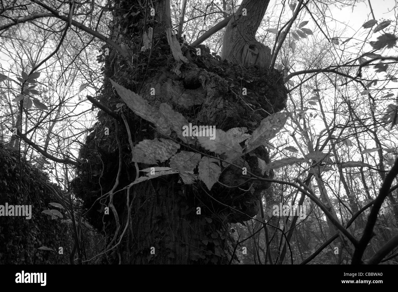 Die Kastanie Tournebride Holz, die schwarzen und weißen Kratzbaum Stockfoto