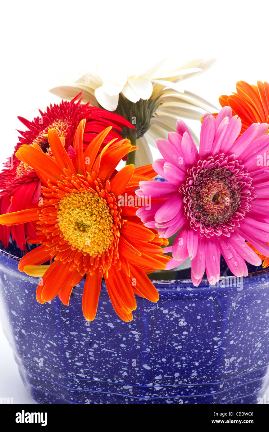 Bunte Blumen in einer blauen Schüssel Stockfoto