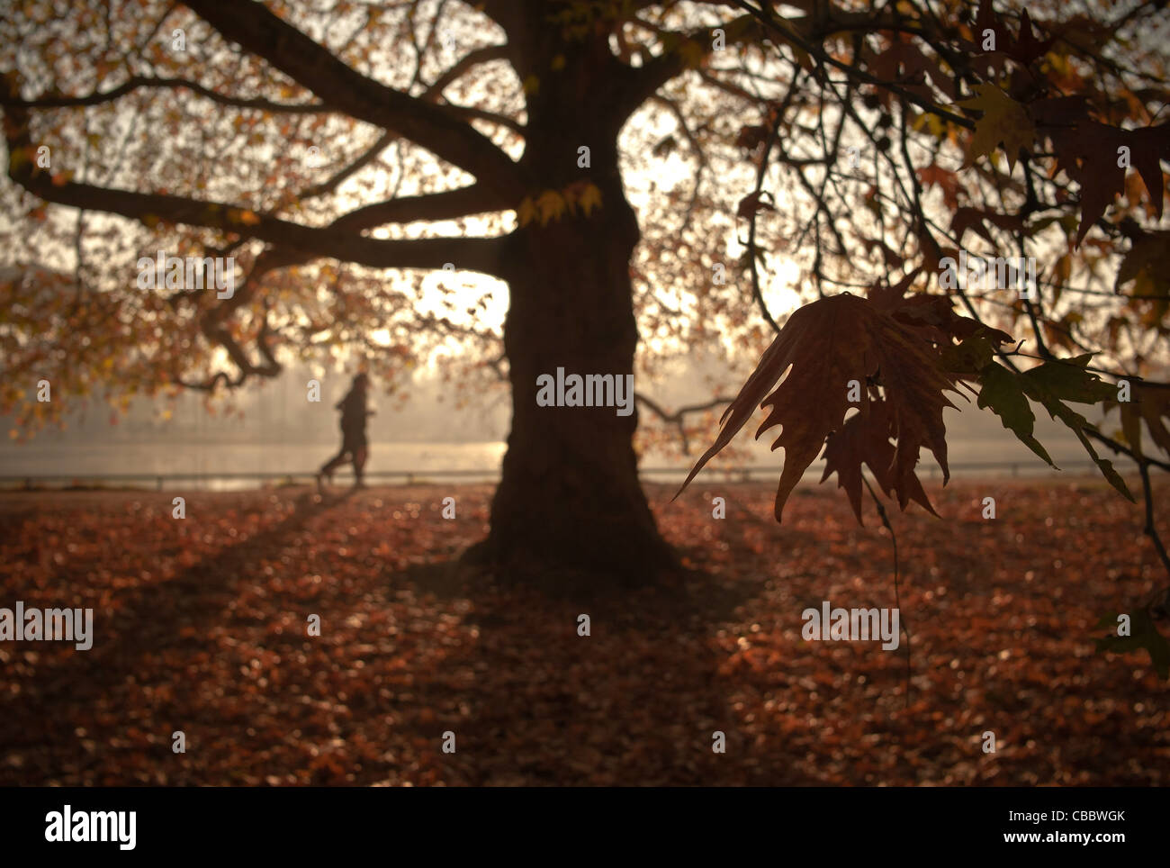 Der Baum und seine Nachbarn, Natur in Paris des Osten Flugzeugs Baum der Bois De Boulogne Stockfoto