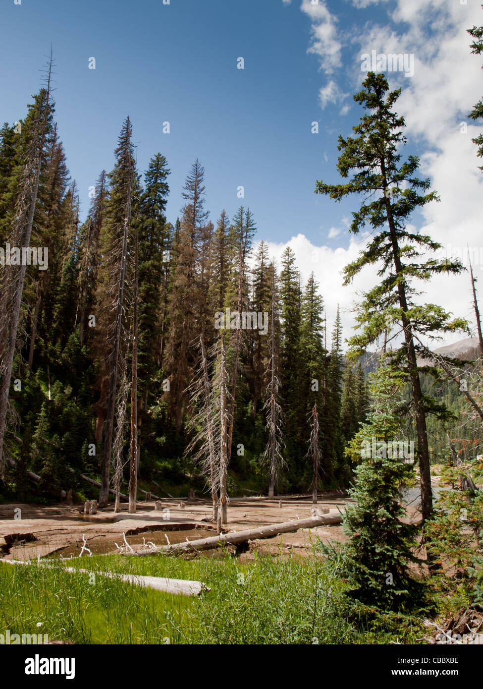 Rio Grande National Forest in Colorado. Stockfoto