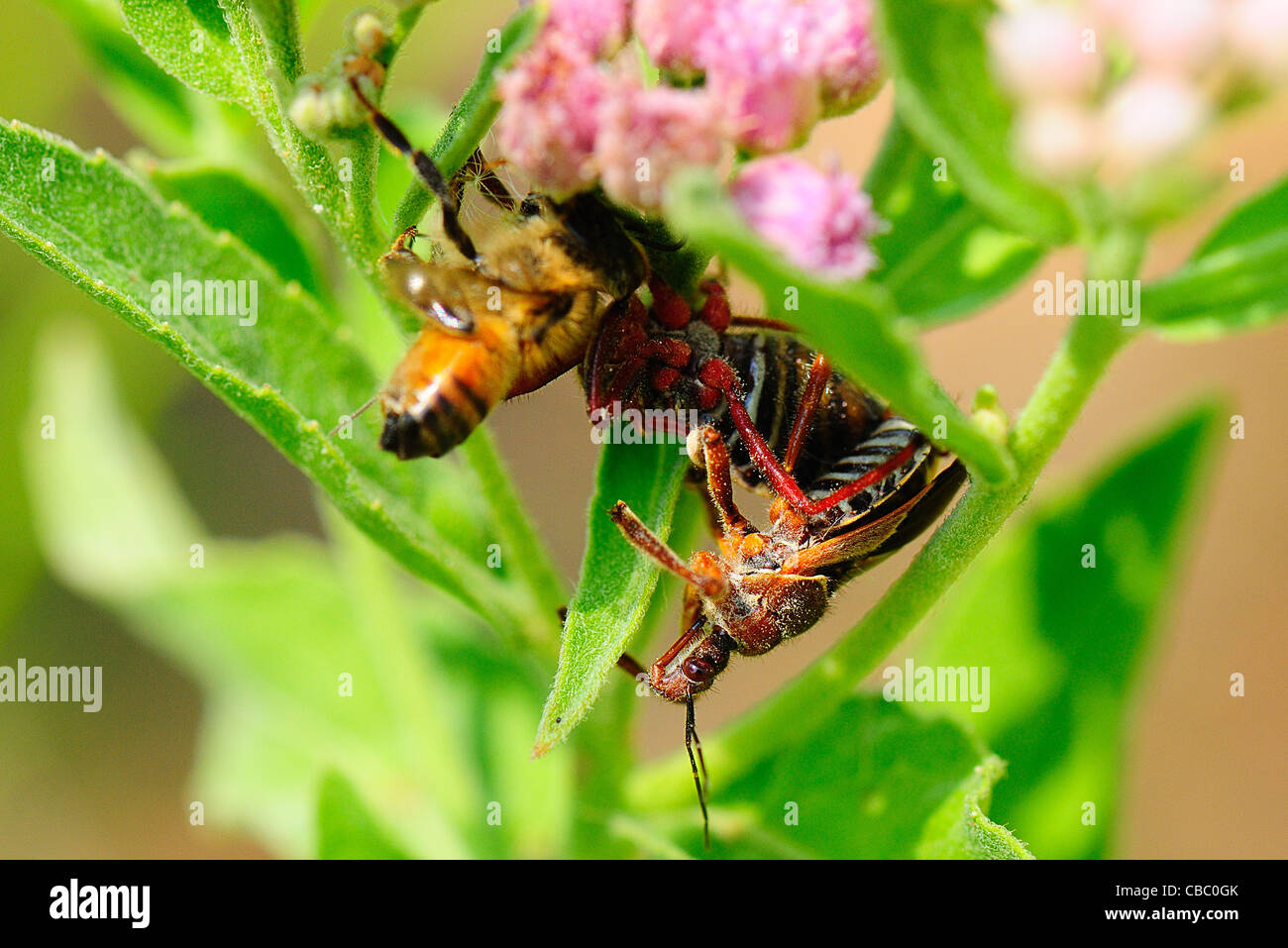Assassin Bug Paarung und Essen Stockfoto