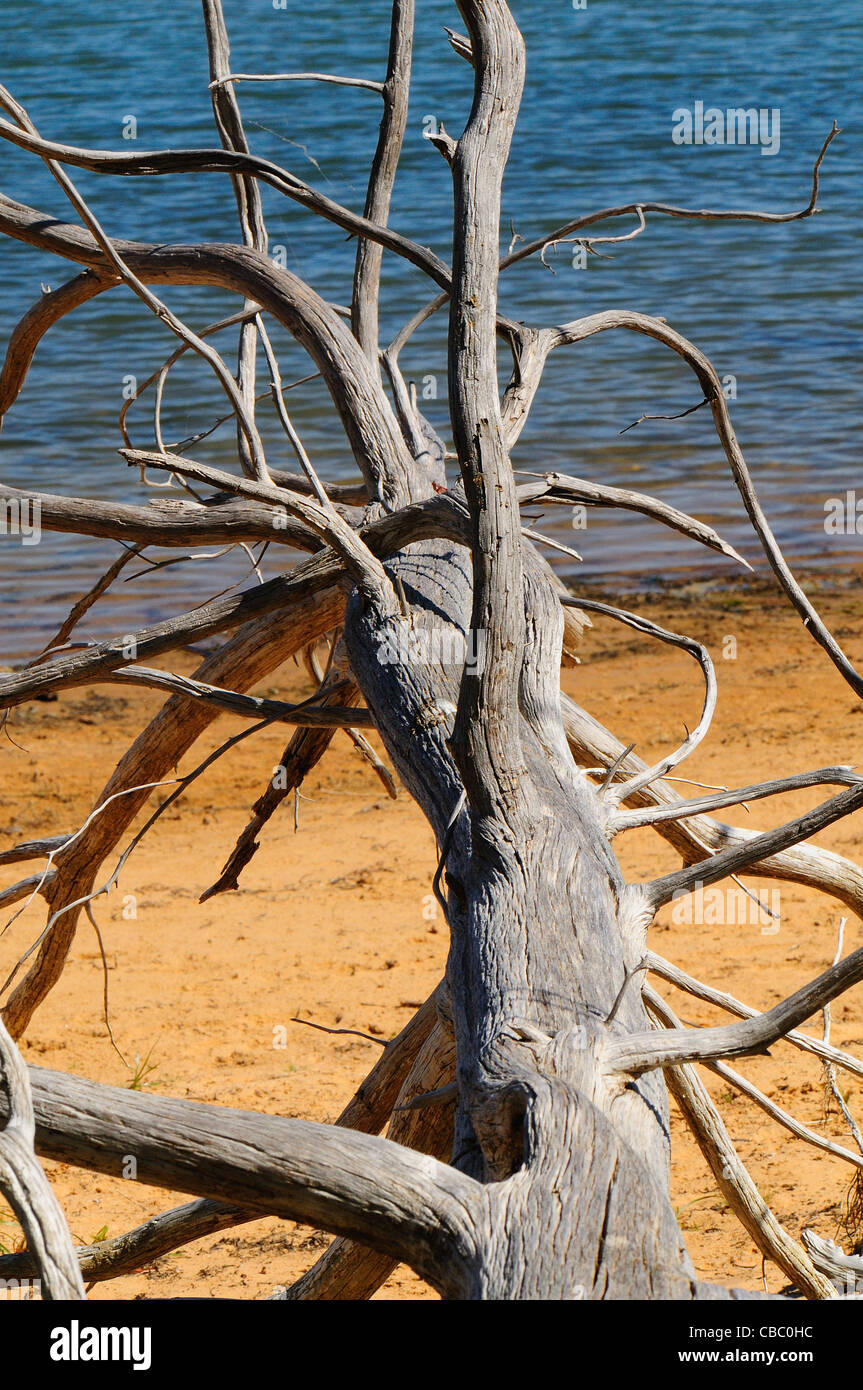 Umgestürzten Baum am See Stockfoto