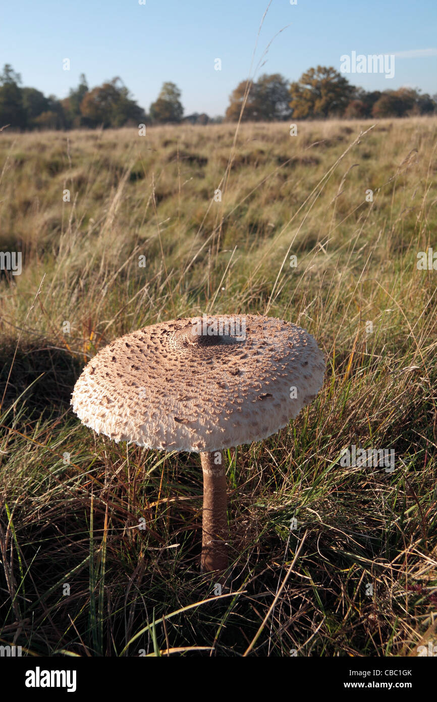 Ein sonnendurchflutetes wild Sonnenschirm Pilz (Macrolepiota Procera) in Bushy Park, London, UK Stockfoto