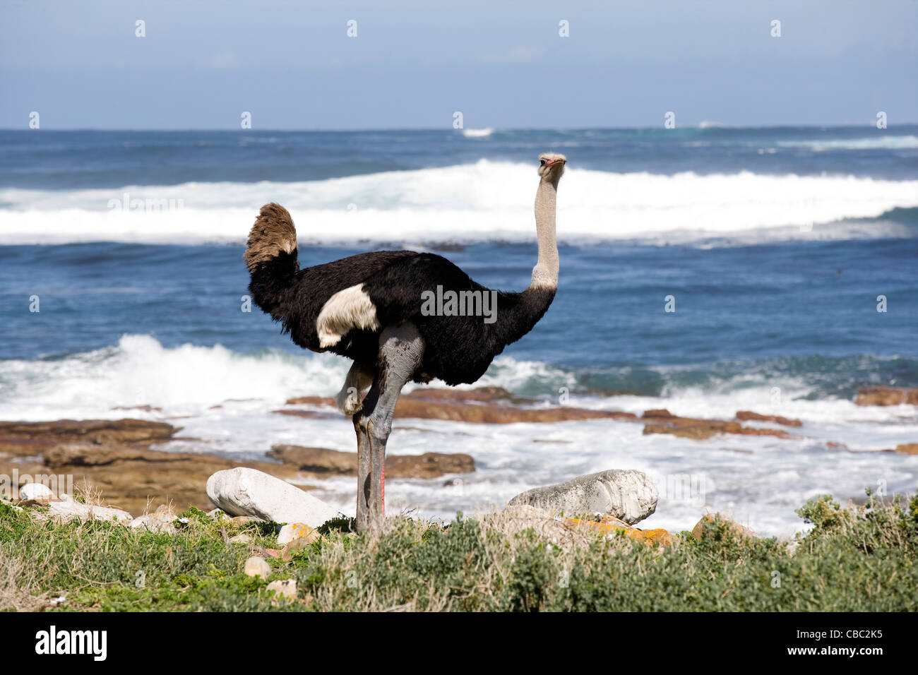 Kap der guten Hoffnung: wilde Strauß auf Maclear Strand adj zum Kap der guten Hoffnung Stockfoto