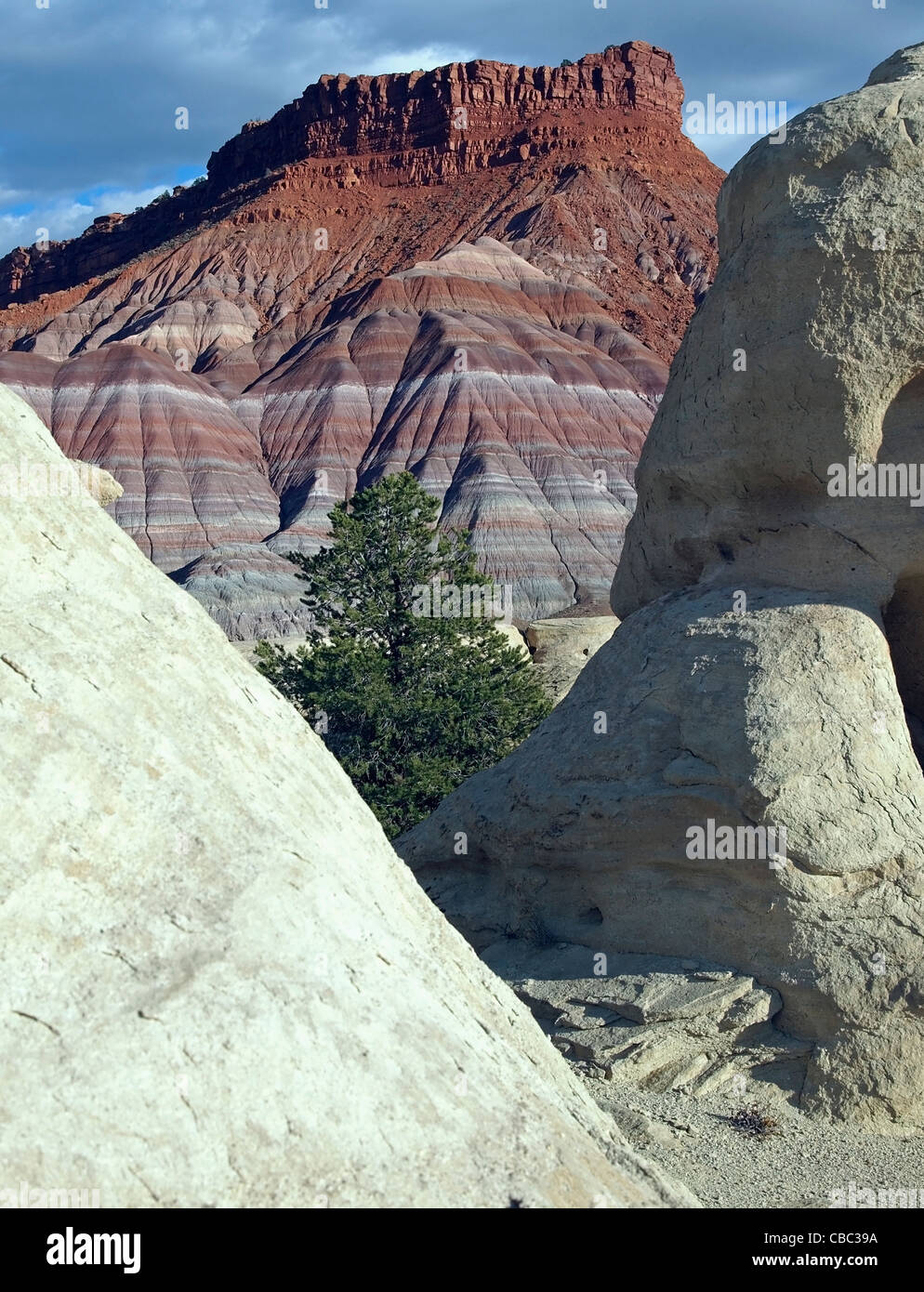 Die Pinyon-Kiefer wächst auf Sandstein in der Wüste. Stockfoto