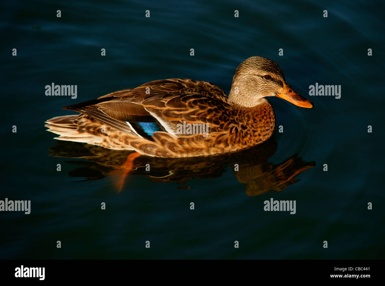 Henne Stockente (Anas Platyrhynchos) schwimmen Stockfoto