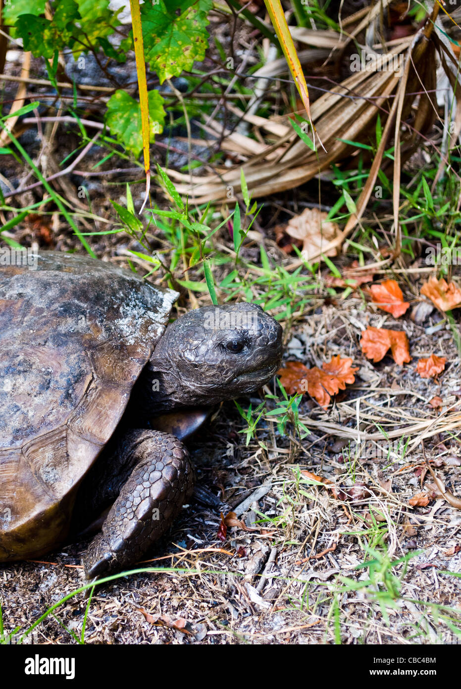 Gopher-Schildkröte (Gopherus Polyphemus), Florida Honeymoon Island State Park Stockfoto