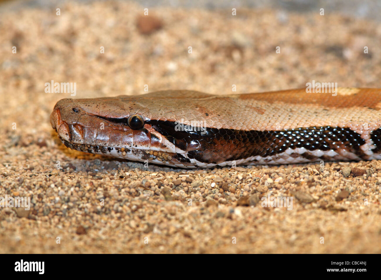 Borneo kurz angebundene Python Python Curtus Brongersmai. Diese Schlange ist auch bekannt als malaysische Blutpython Stockfoto