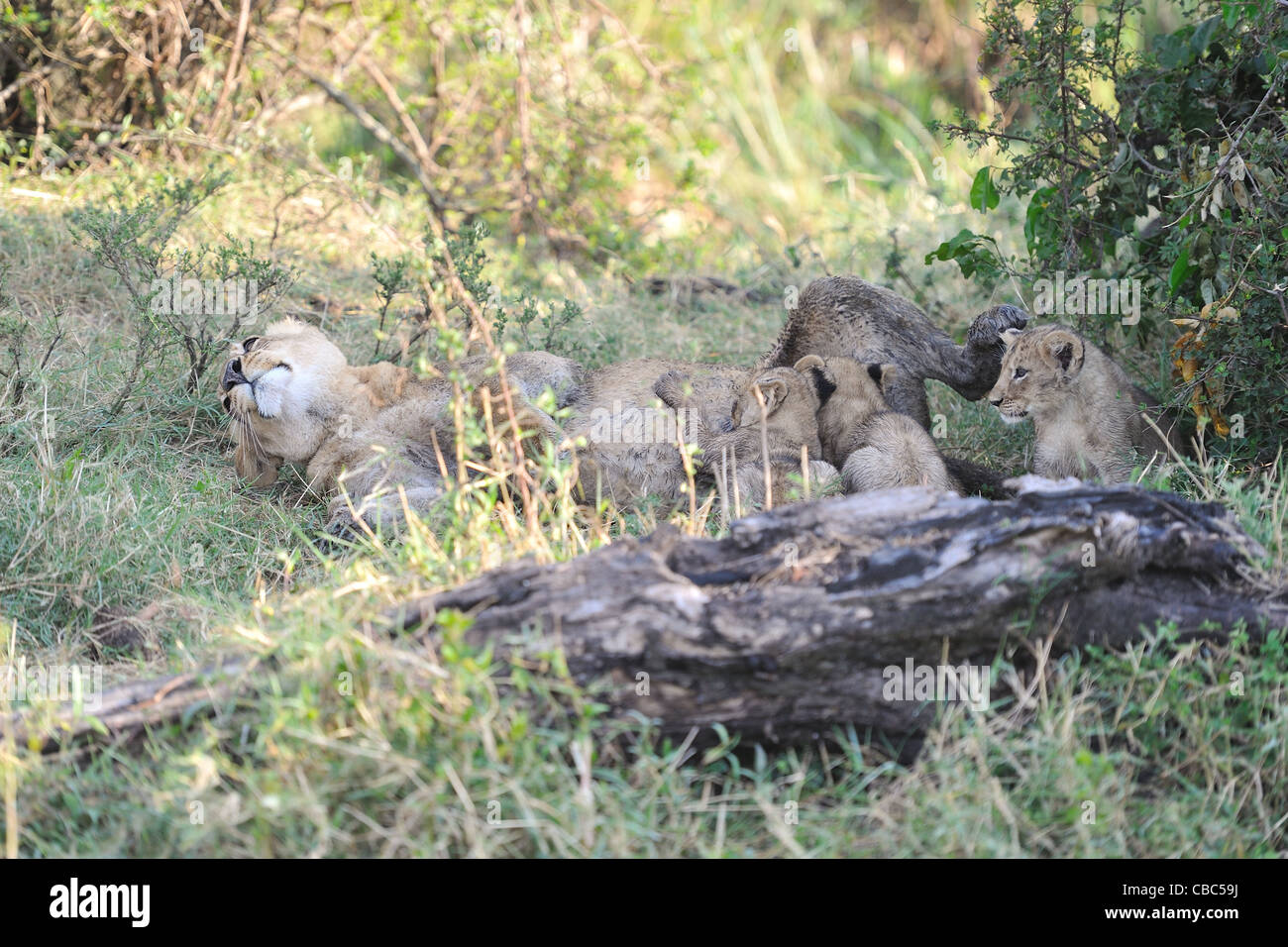 East African Lion - Massai-Löwe (Panthera Leo Nubica) Löwin ihre jungen Massai Mara Krankenpflege Stockfoto