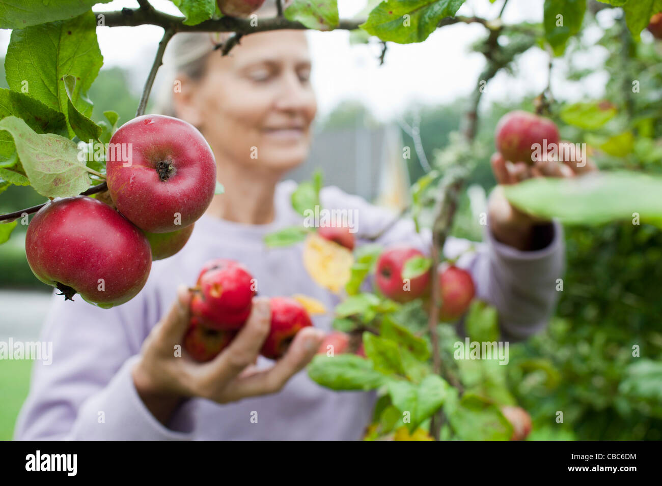 Ältere Frau, die Frucht vom Baum pflücken Stockfoto