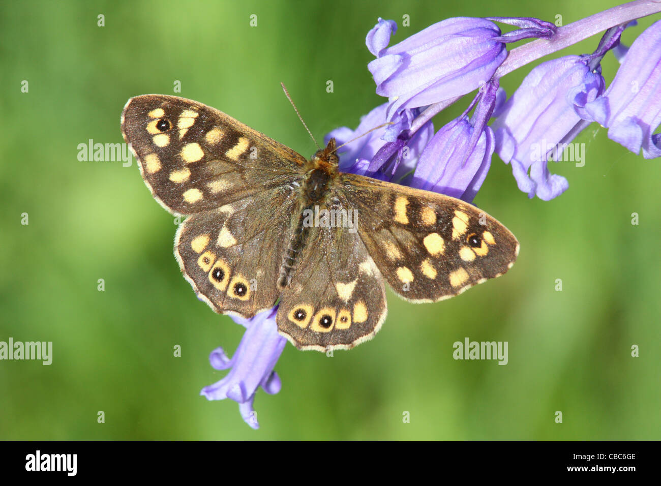 Gesprenkelte Holz Schmetterling, Pararge Aegeria, Fütterung auf eine Glockenblume, Hyacinthoides non-scripta Stockfoto