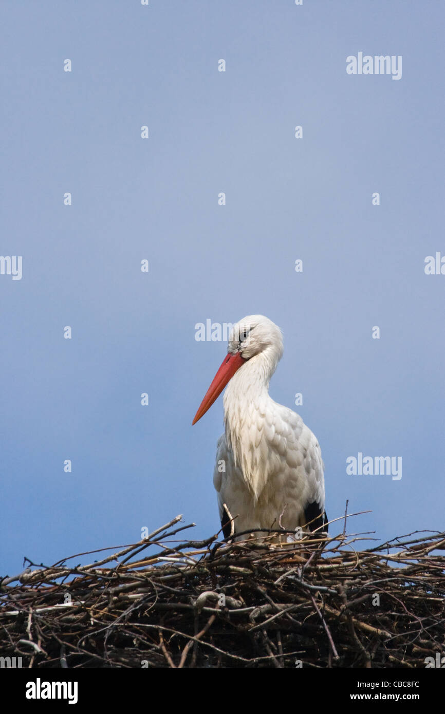 Europäische Weißstorch oder Ciconia Ciconia Ciconia auf Nest mit blauem Himmelshintergrund Stockfoto