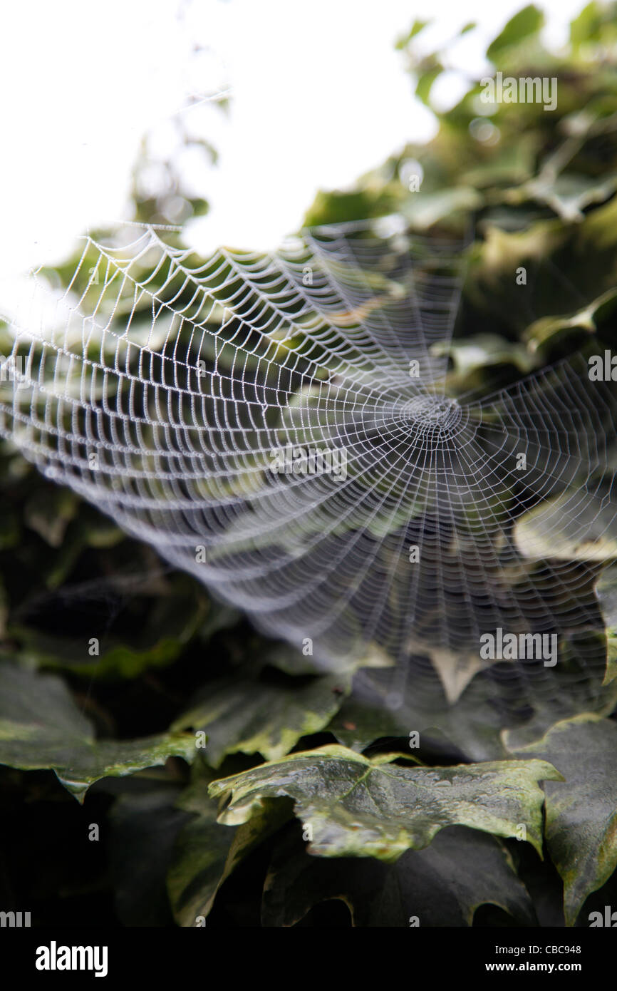 Spinnennetz mit Ivy verbunden Stockfoto