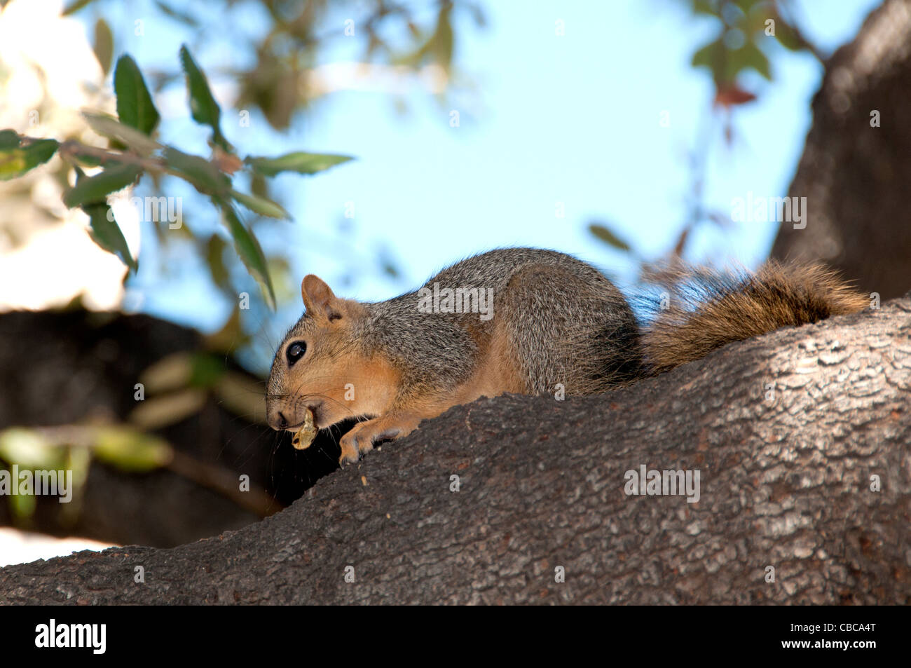Eichhörnchen Baum amerikanischen Kalifornien Vereinigte Staaten von Amerika Stockfoto