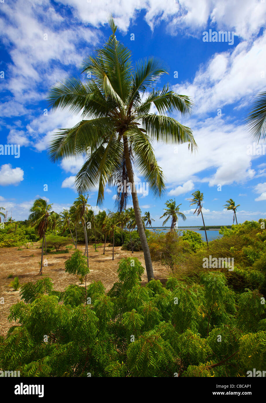Palme in der Nähe des Meeres In Shela, Lamu, Kenia Stockfoto