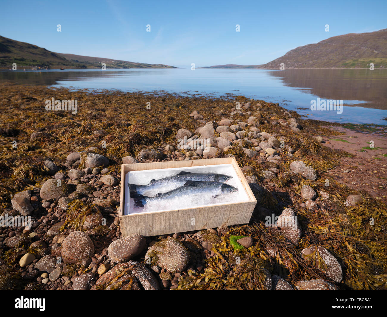 Fisch Auf Eis In Box Von See Stockfotografie Alamy