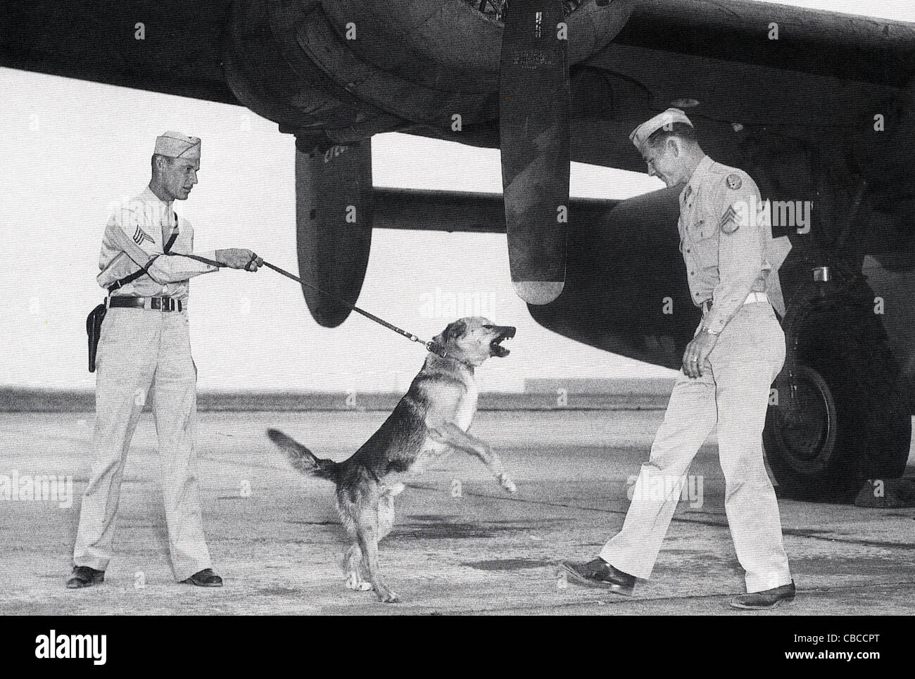 Ein Krieg Hund bewacht einen B24-Bomber während WW11 Stockfoto