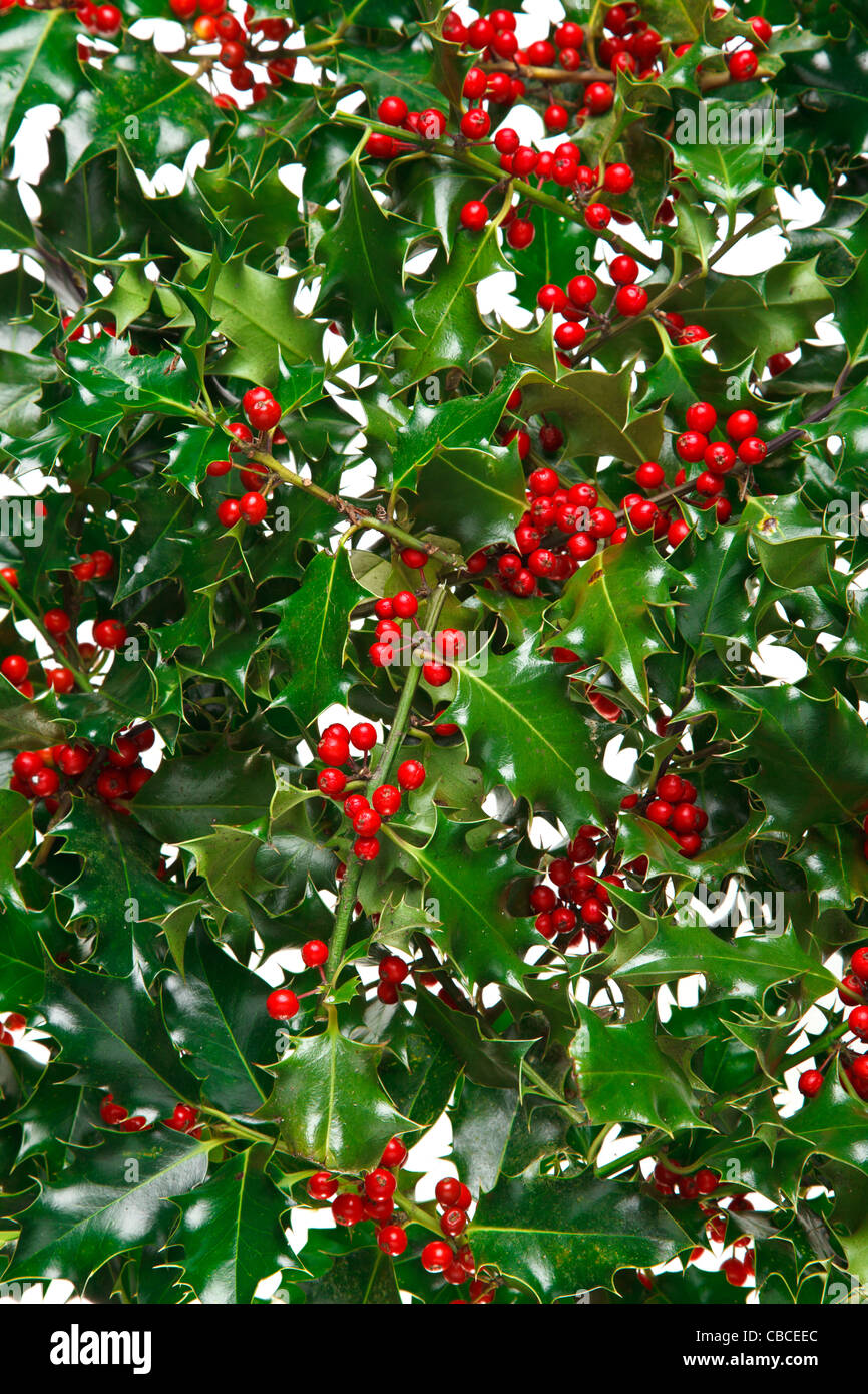 Foto von Holly mit roten Beeren füllen der Rahmen mit einem weißen Hintergrund. Stockfoto