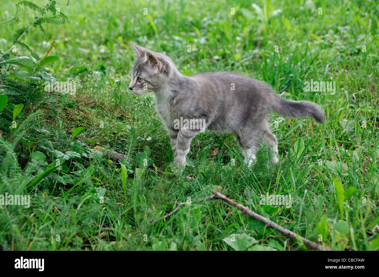 Eine Katze Kätzchen Jagd Stockfoto