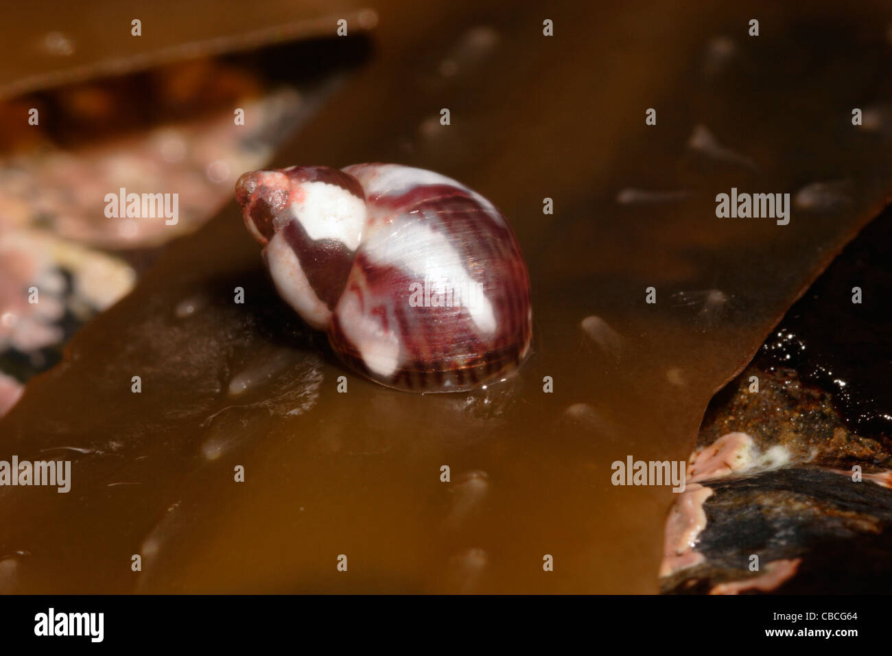 Fasan-Shell (Tricolia Pullus: Phasianellidae) am unteren Ufer, UK. Stockfoto