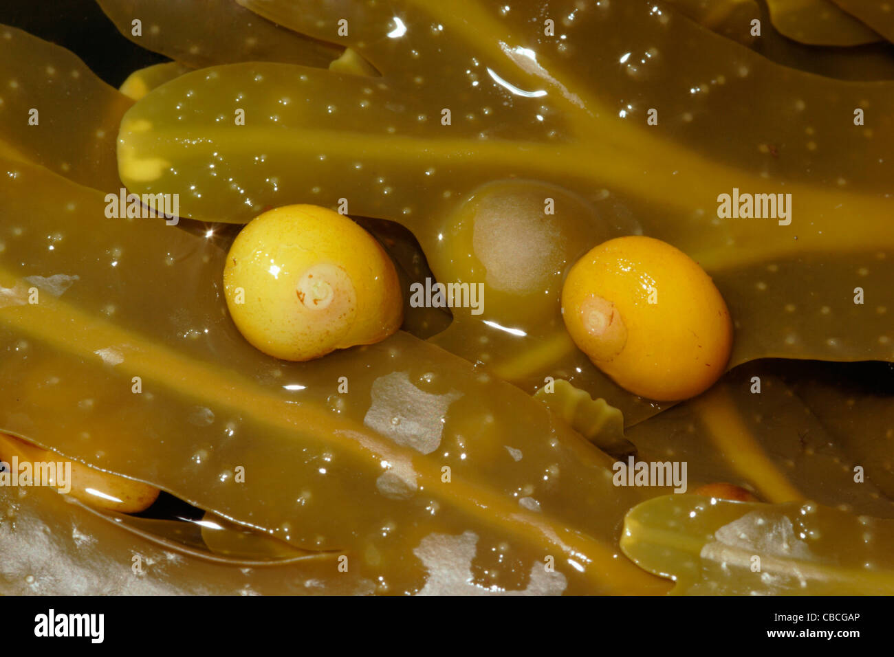 Flache Strandschnecken (Littorina Obtusata: Littorinidae) Blase Wrack Meeresalgen, UK. Stockfoto