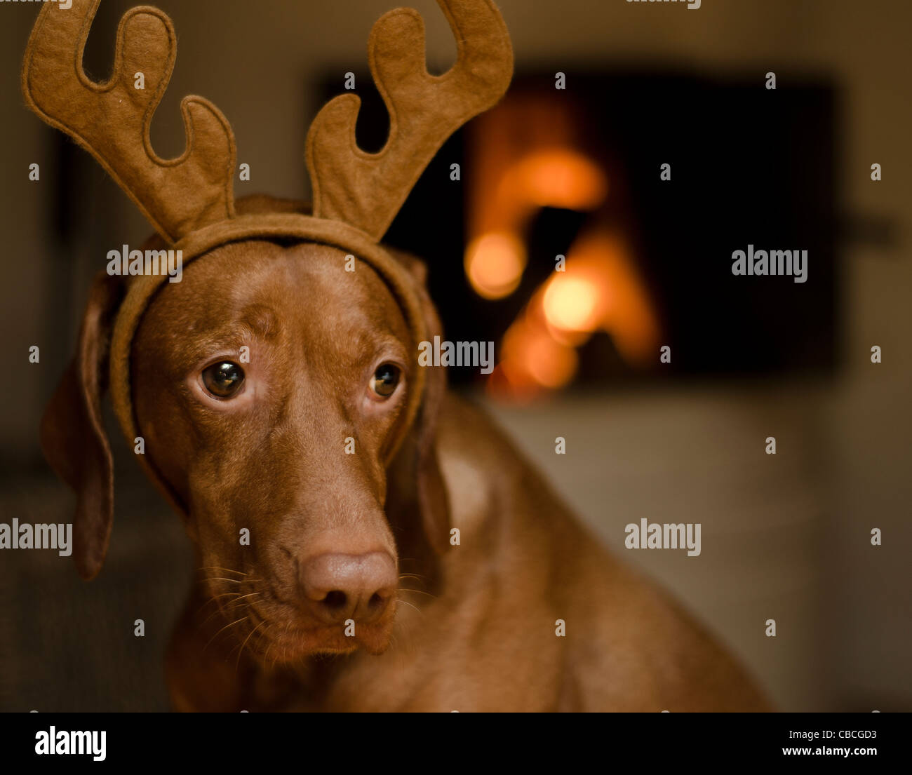 Schöne braune Magyar Vizsla Hündin gekleidet wie ein Rentier Weihnachten. Stockfoto