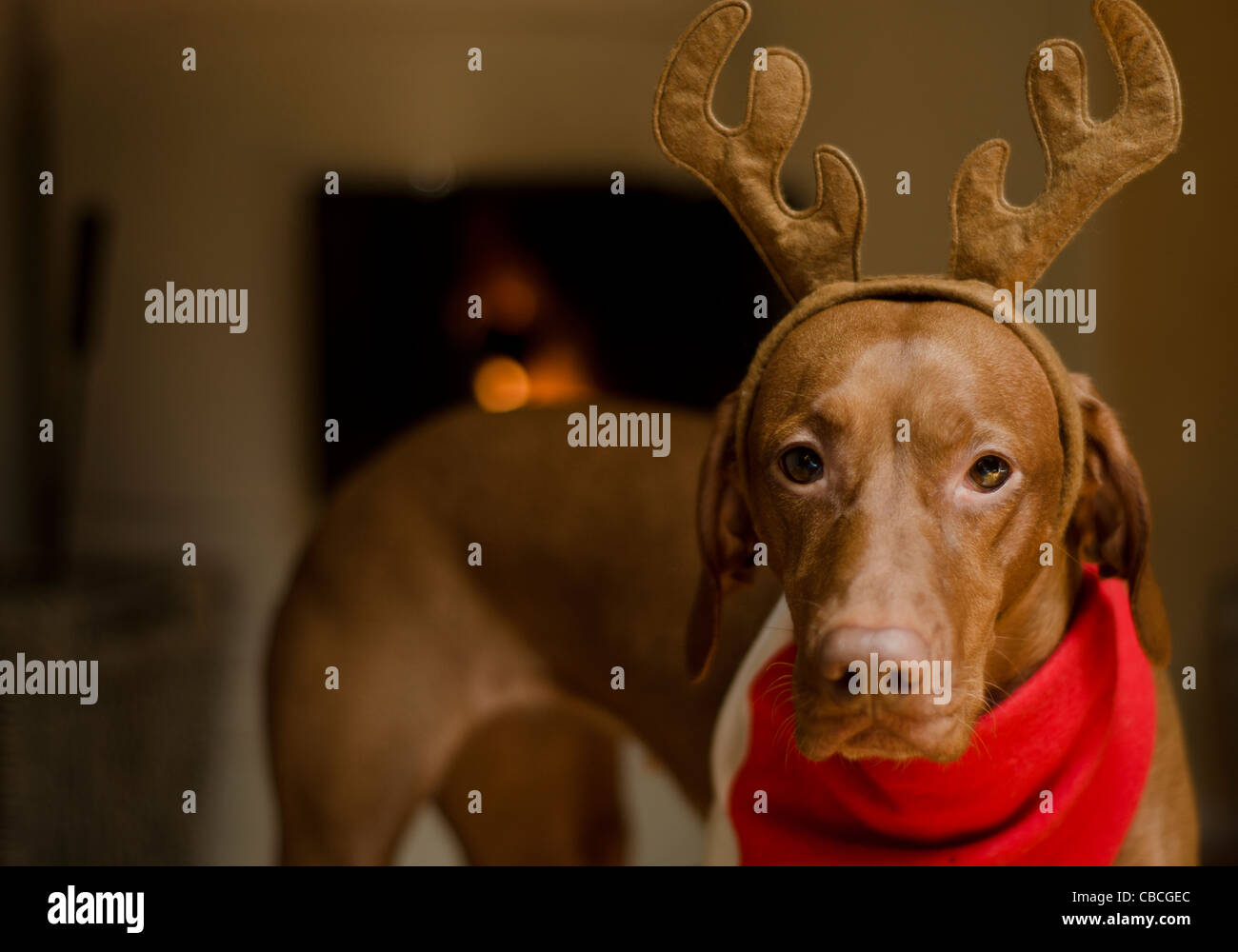 Schöne braune Magyar Vizsla Hündin gekleidet wie ein Rentier Weihnachten. Stockfoto