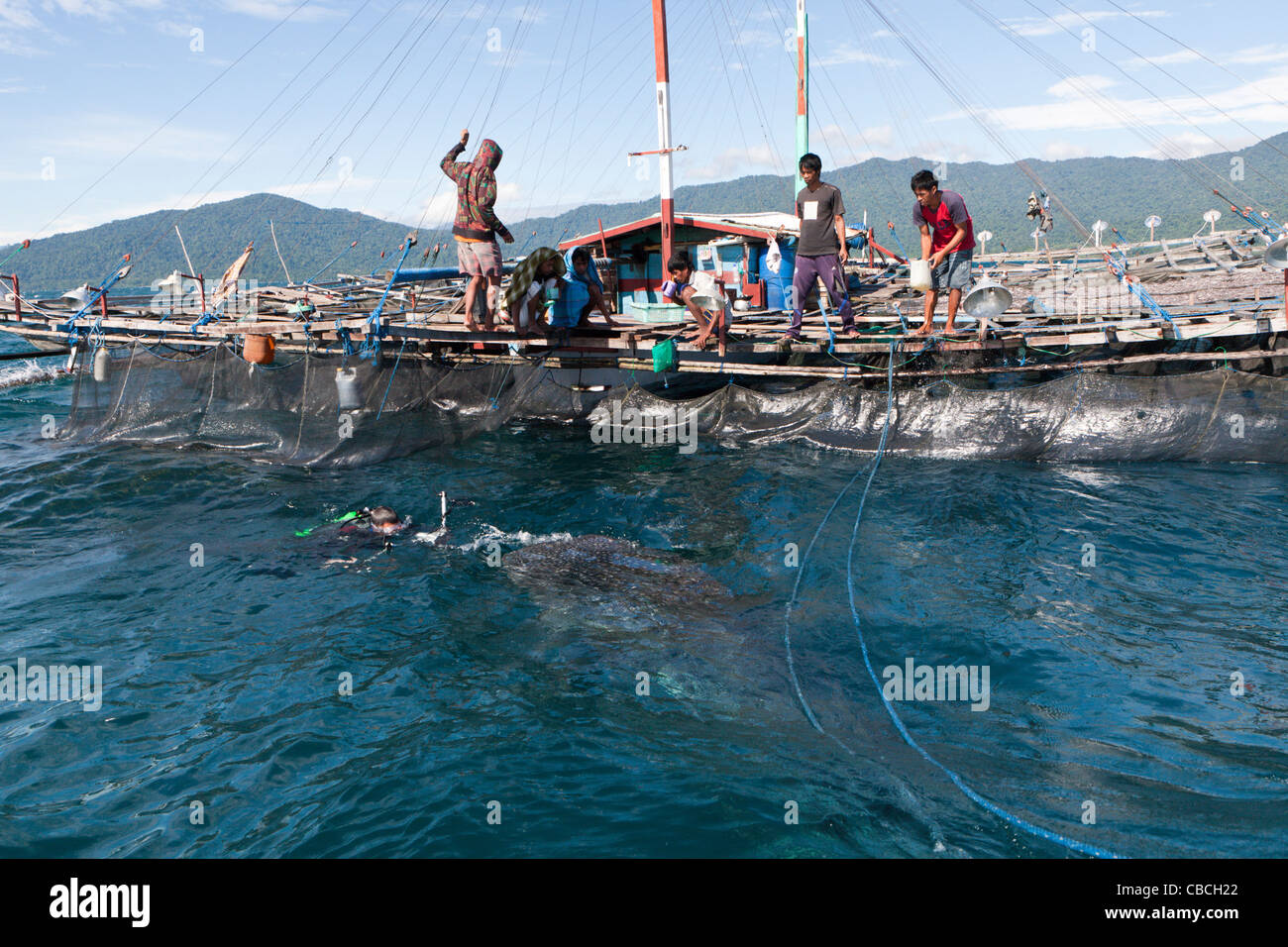 Fischer angeln Plattform Walhaie Hülseneinführung genannt, Bagan, Cenderawasih-Bucht, West-Papua, Indonesien Stockfoto