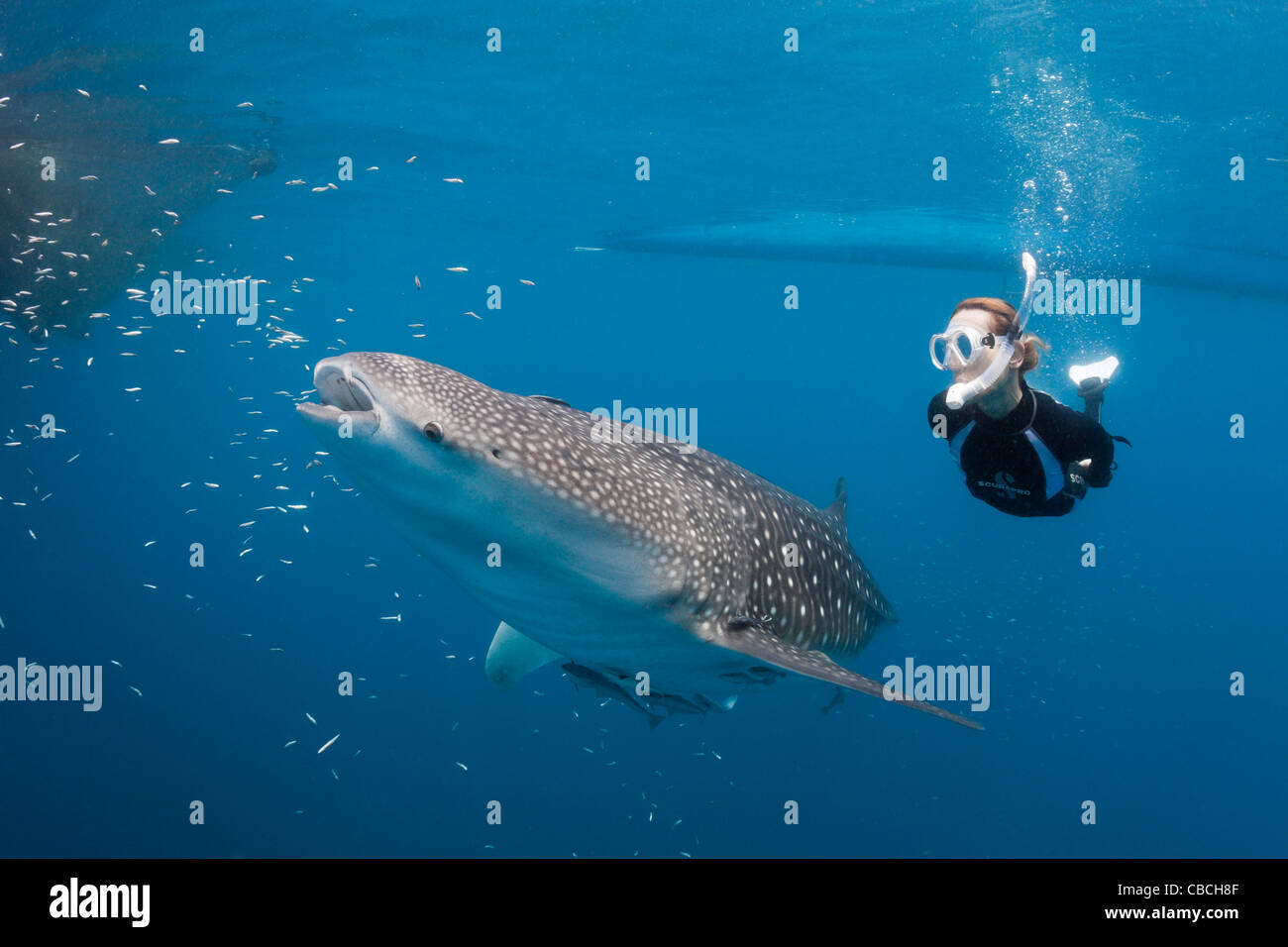 Walhai und Freitaucher, Rhincodon Typus, Cenderawasih-Bucht, West Papua, Indonesien Stockfoto