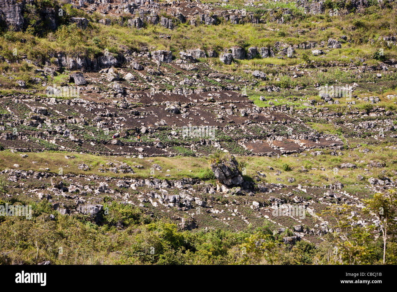 Typische Terrasse Bereichen Baliem-Tal, West-Papua, Indonesien Stockfoto