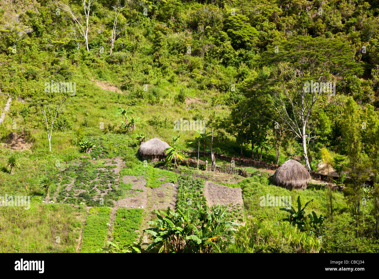 Traditionelles Dorf der Dani im Baliem-Tal, West-Papua, Indonesien Stockfoto